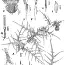 Plancia ëd <i>Cirsium tatakaense</i>