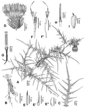 Image of Pteridophyta