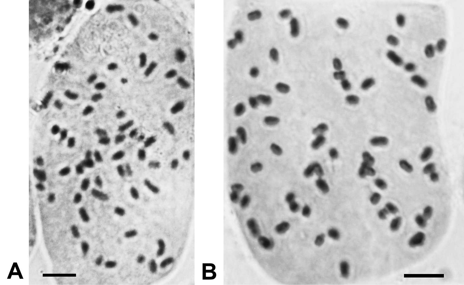 Image of Viridiplantae