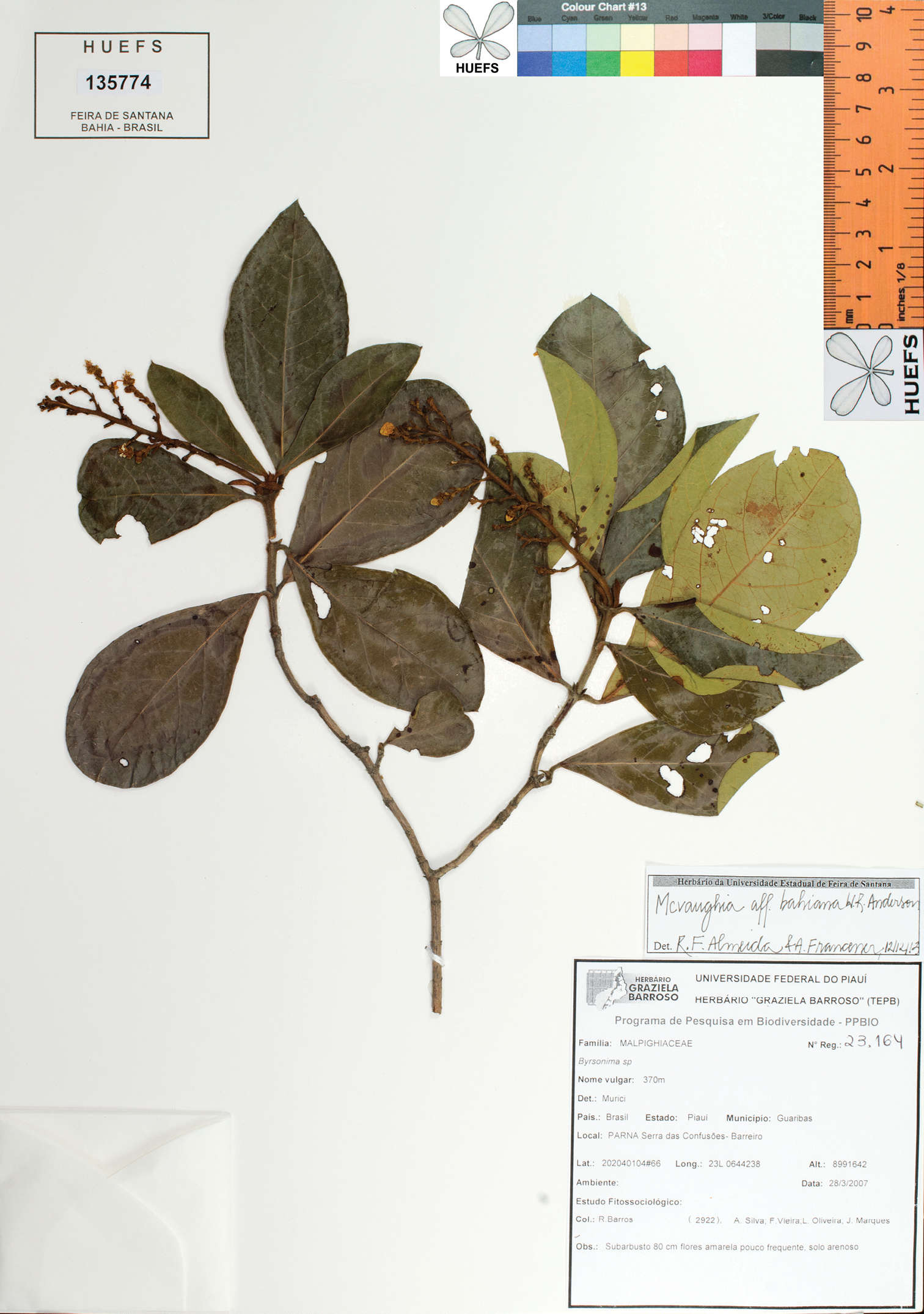 Image of <i>Mcvaughia piauhiensis</i> R. F. Almeida & Guesdon