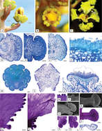 Image of <i>Mcvaughia piauhiensis</i> R. F. Almeida & Guesdon