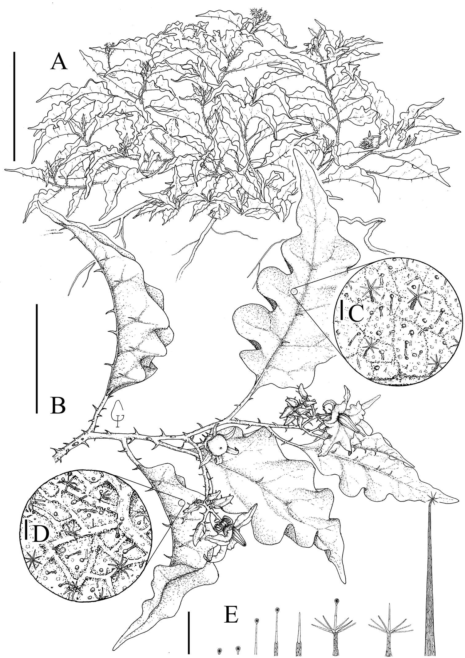 Image de <i>Solanum medusae</i> Gouvêa