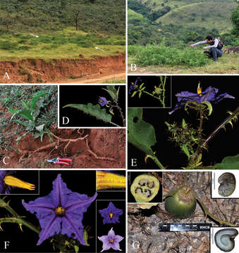 Image of <i>Solanum medusae</i> Gouvêa