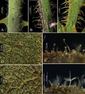 Image of <i>Solanum medusae</i> Gouvêa