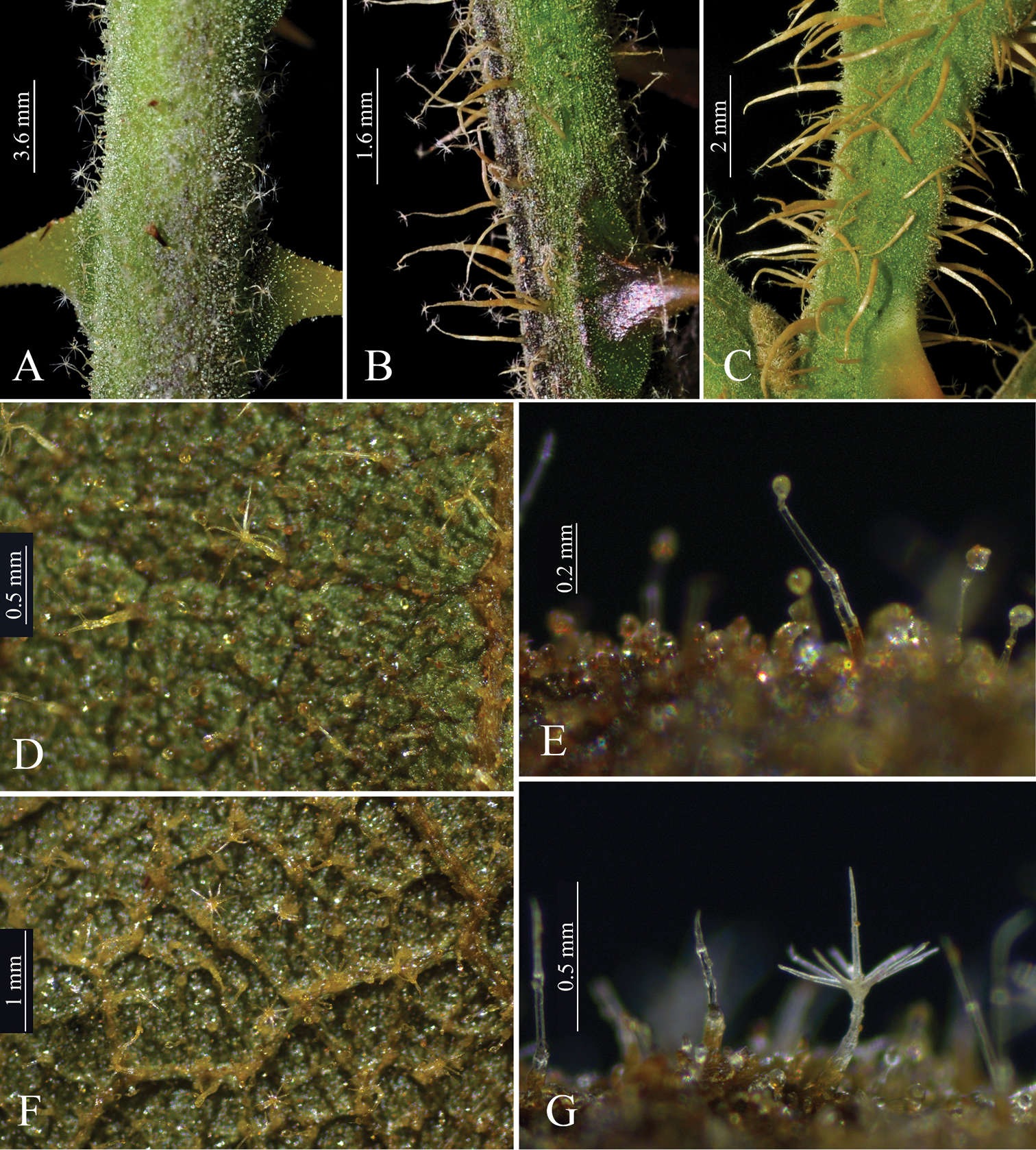 Image of <i>Solanum medusae</i> Gouvêa