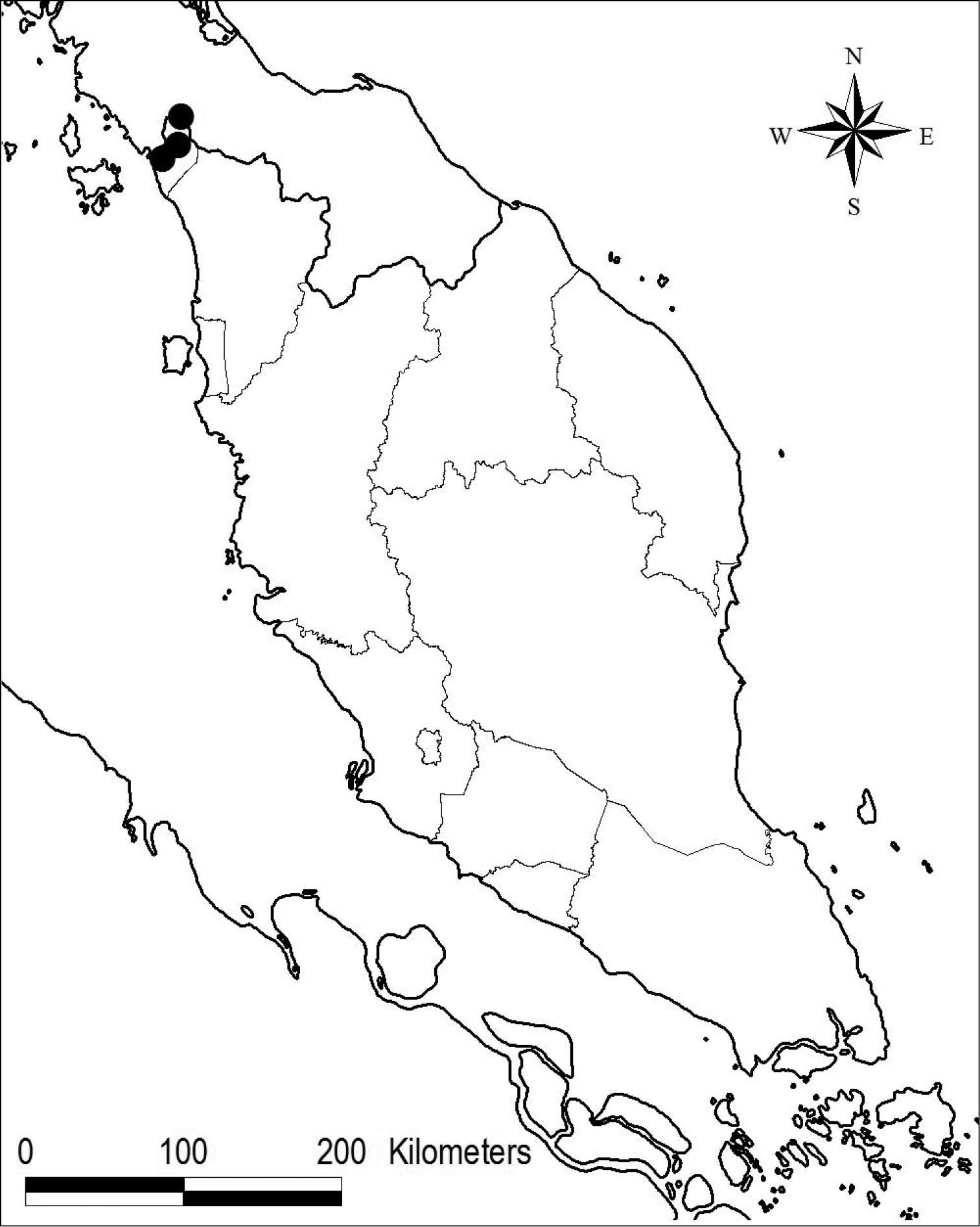 Image of <i>Microchirita hairulii</i> Rafidah