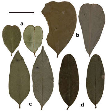 Image of <i>Indigofera monierana</i> M. Pignal & L. P. Queiroz