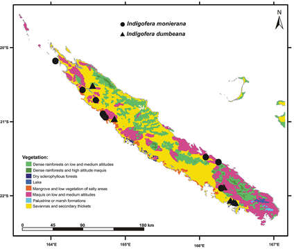 Image of <i>Indigofera monierana</i> M. Pignal & L. P. Queiroz