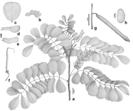 Image of <i>Indigofera dumbeana</i> M. Pignal & L. P. Queiroz