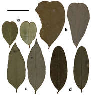 Image of <i>Indigofera dumbeana</i> M. Pignal & L. P. Queiroz