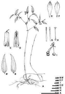 Image of Disporum