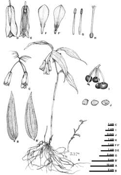 Image of Disporum