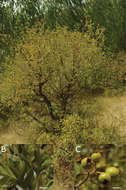 صورة <i>Crataegus azarolus</i> L. var. <i>senobaaensis</i> Dönmez