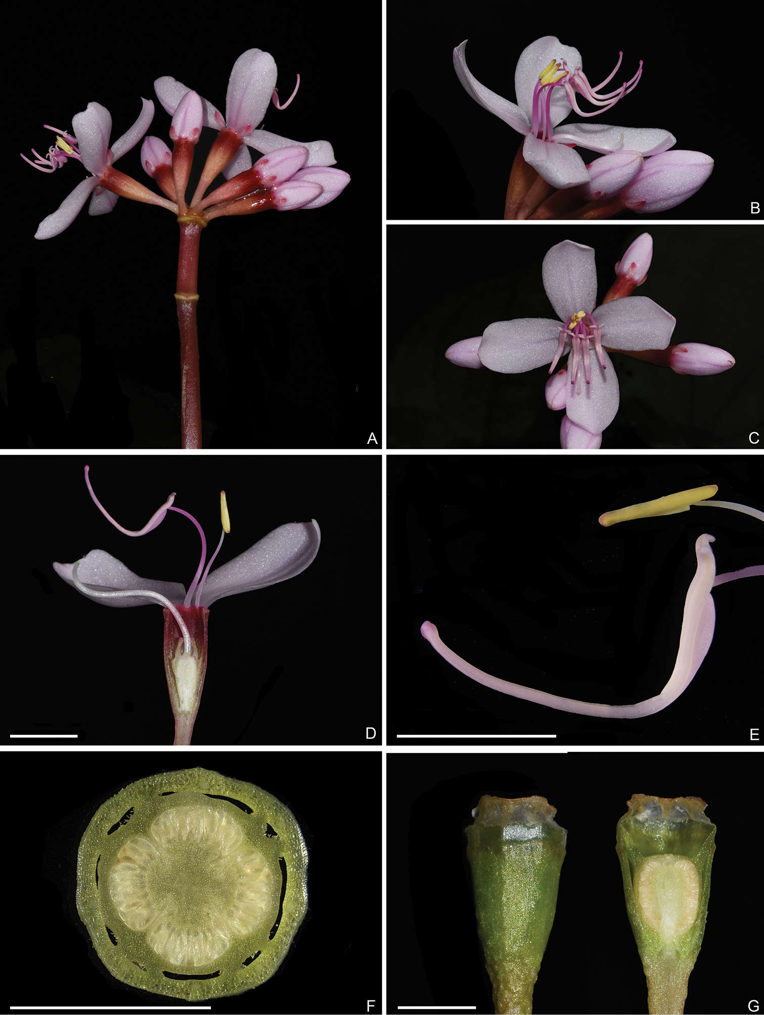 Image of <i>Fordiophyton jinpingense</i> J. H. Dai & Z. Y. Yu