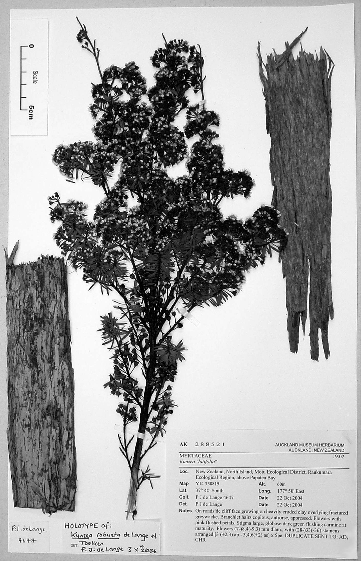 Image of Magnoliophyta