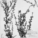 صورة Kunzea tenuicaulis de Lange