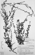 Image of Kunzea tenuicaulis de Lange