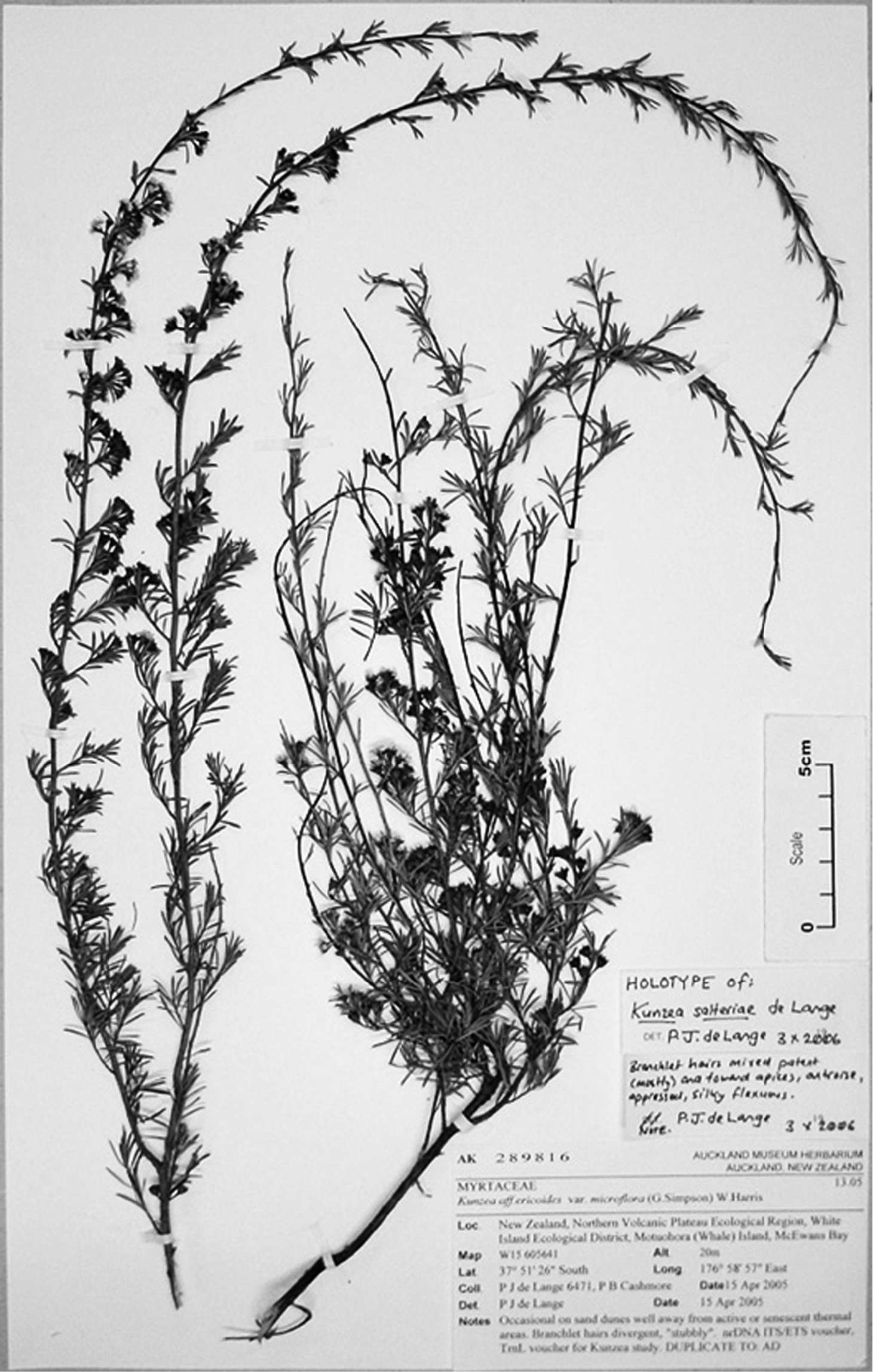 Image of Kunzea tenuicaulis de Lange