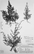 صورة Kunzea tenuicaulis de Lange