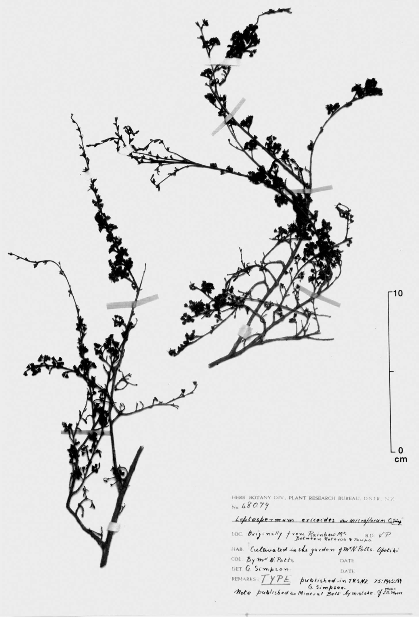 صورة Kunzea tenuicaulis de Lange