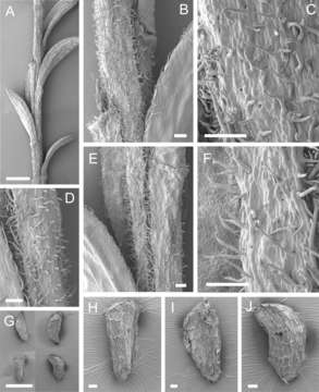 Image of Kunzea tenuicaulis de Lange