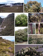 صورة Kunzea tenuicaulis de Lange