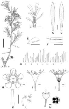 Image of Kunzea salterae de Lange