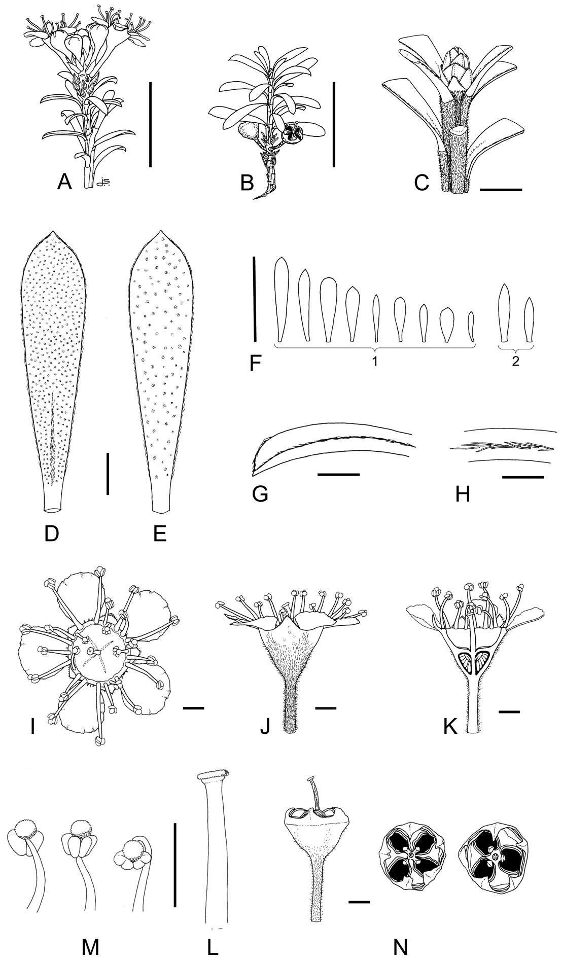 صورة Magnoliopsida