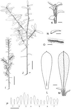 Image of Kunzea amathicola de Lange & Toelken