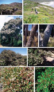 Image of Kunzea amathicola de Lange & Toelken