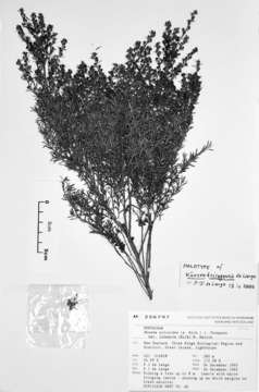 Image of Kunzea triregensis de Lange