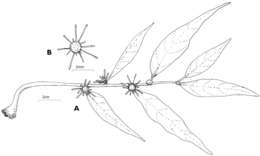 Image of <i>Dorstenia luamensis</i> M. E. Leal