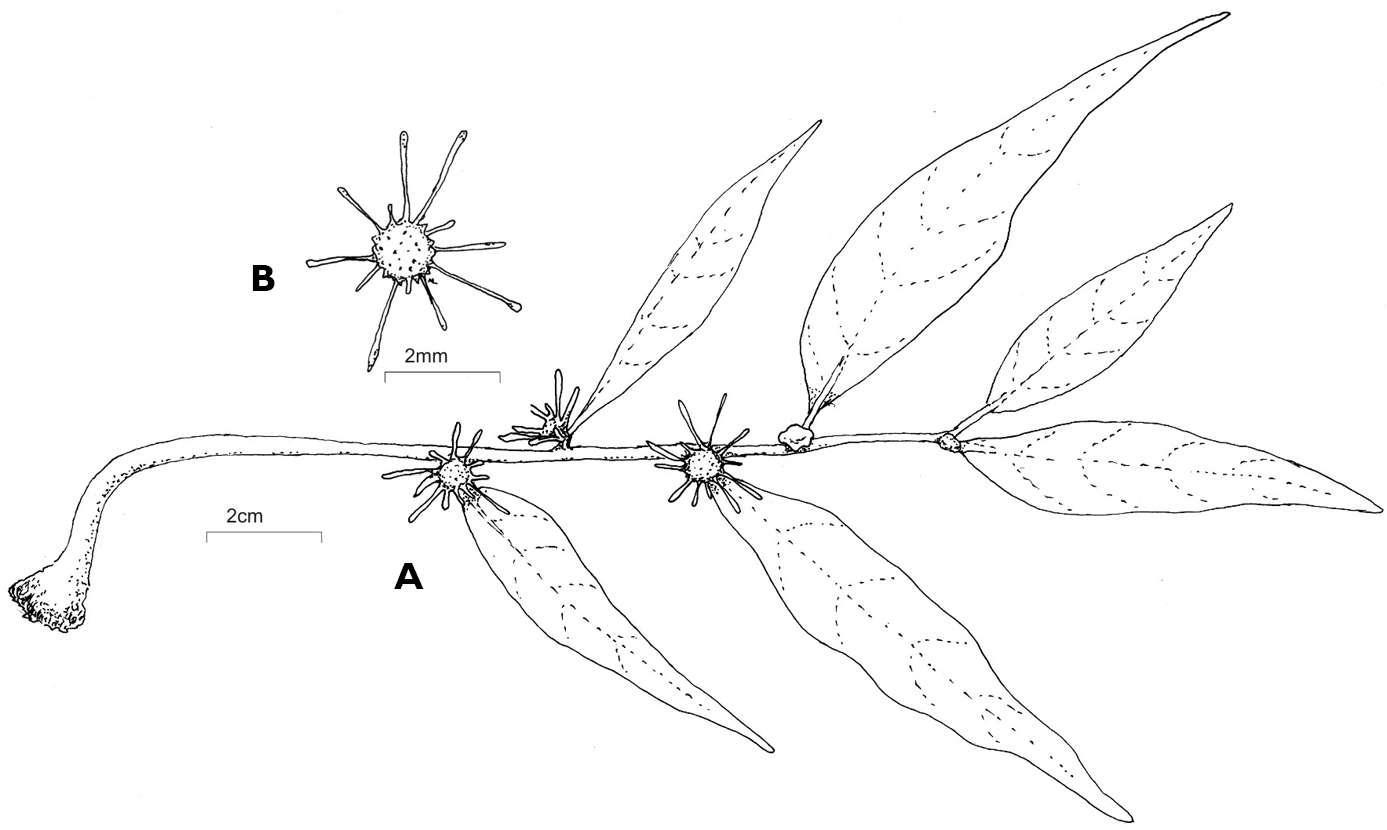 <i>Dorstenia luamensis</i> M. E. Leal的圖片