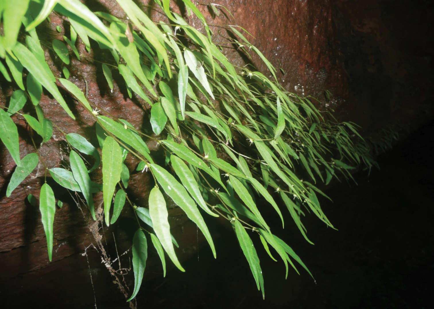 Image of <i>Dorstenia luamensis</i> M. E. Leal
