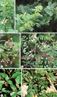 Image of Vitaceae