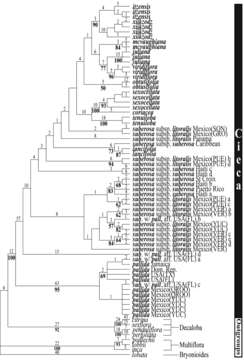 Plancia ëd Passiflora tenuiloba Engelm. ex A. Gray