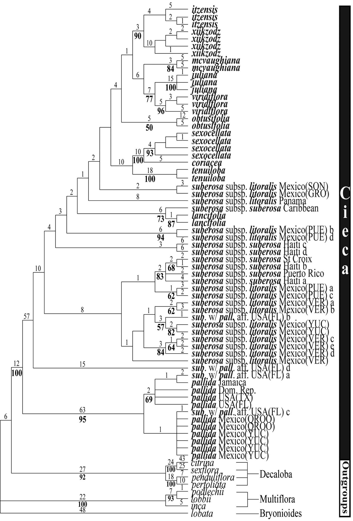 Plancia ëd Passiflora tenuiloba Engelm. ex A. Gray