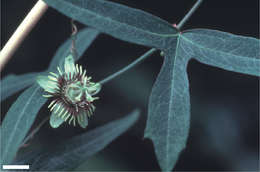 Sivun Passiflora tenuiloba Engelm. ex A. Gray kuva