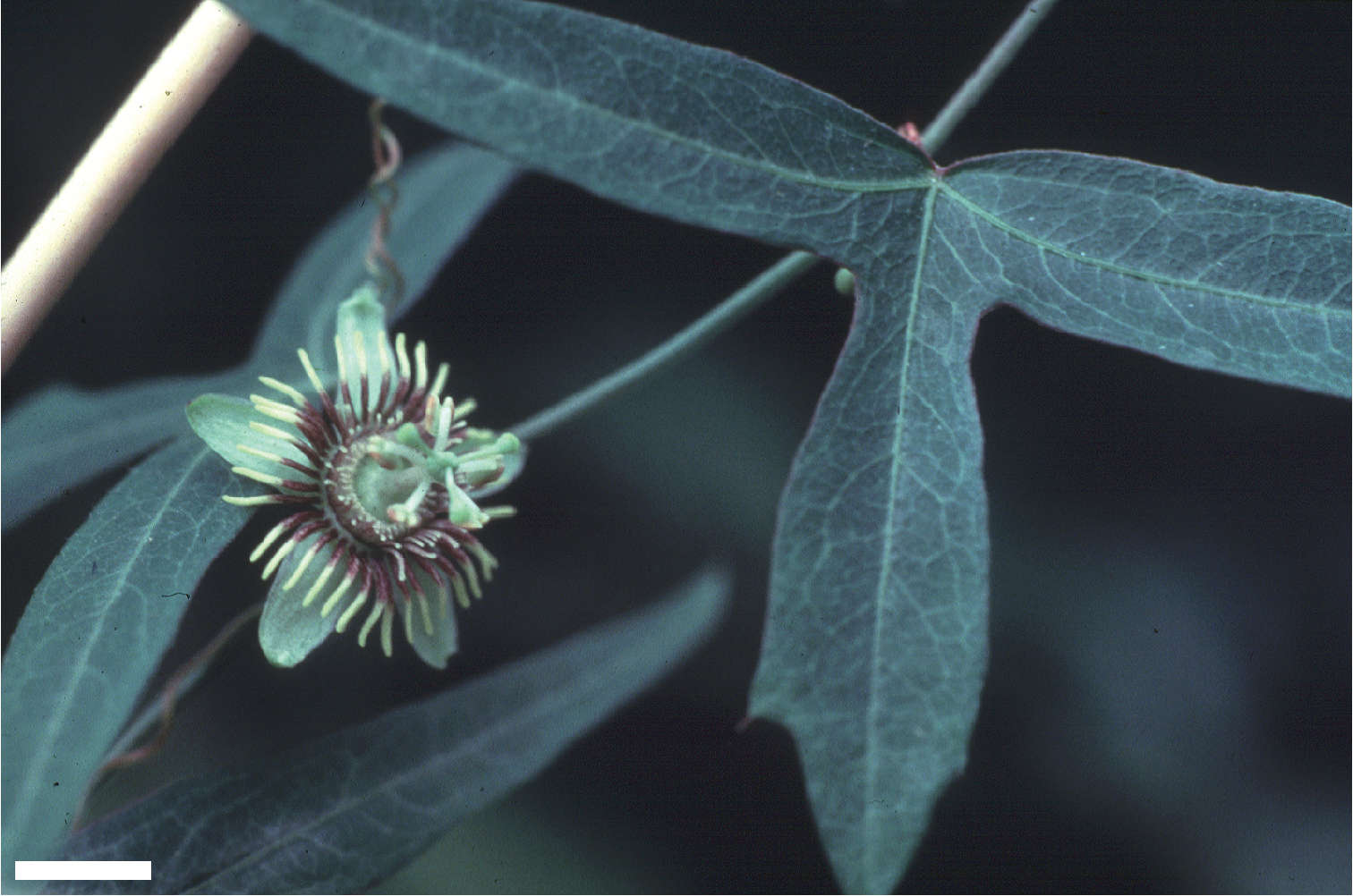 Image of birdwing passionflower