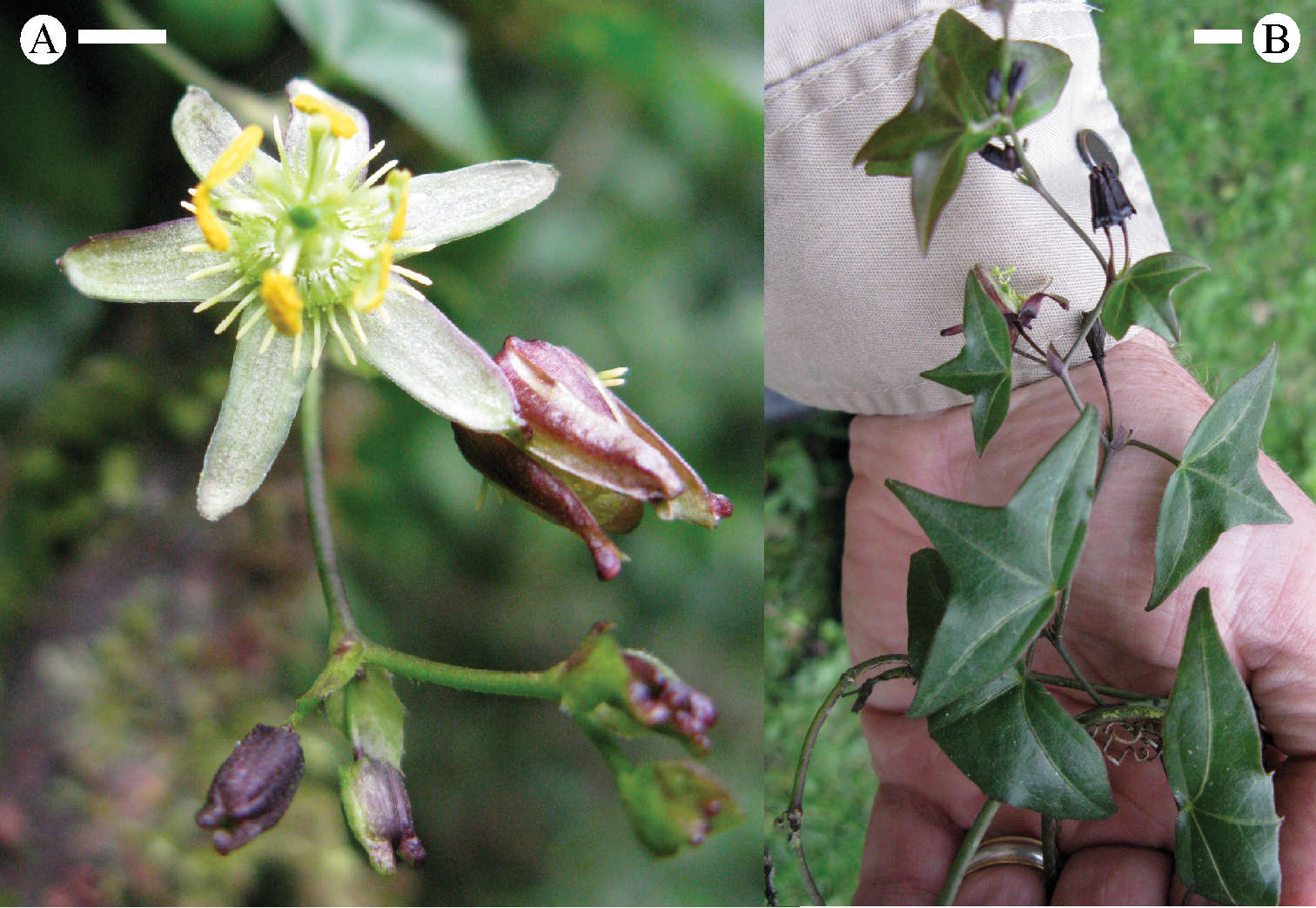 Sivun Passiflora eglandulosa J. M. Mac Dougal kuva