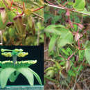 Image of Passiflora trinifolia Mast.