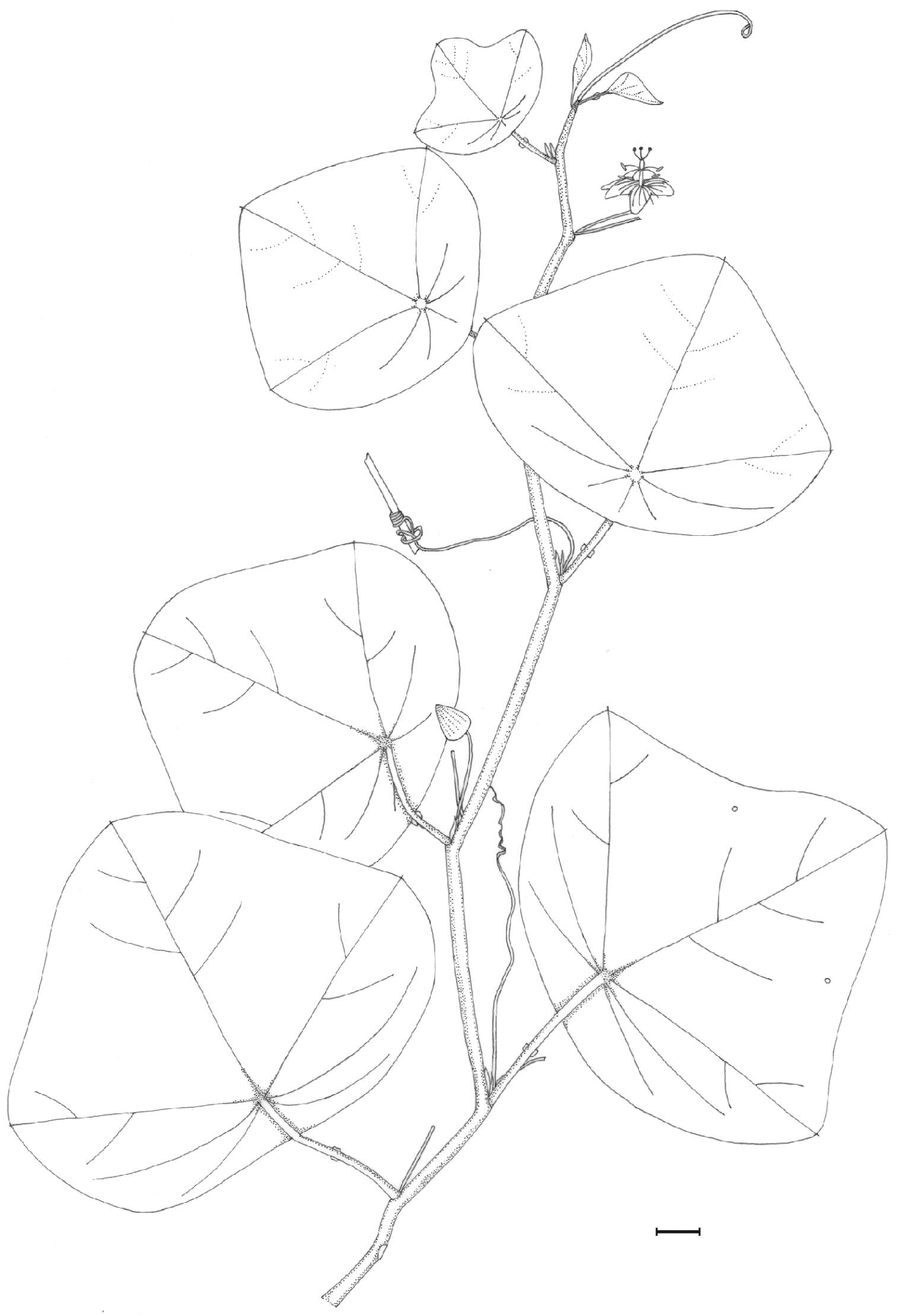 Sivun Passiflora clypeophylla Mast. ex J. D. Smith kuva