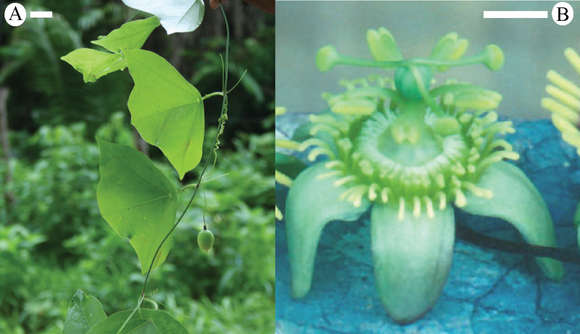 Image of Passiflora coriacea Juss.