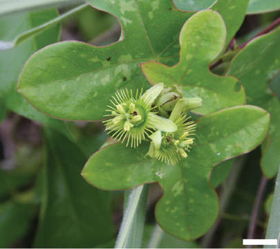 Image of Passiflora juliana J. M. Mac Dougal