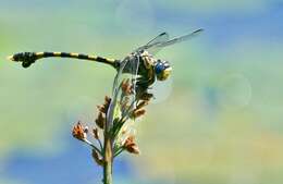 صورة Ictinogomphus ferox (Rambur 1842)