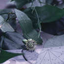 Imagem de Passiflora mcvaughiana J. M. Mac Dougal
