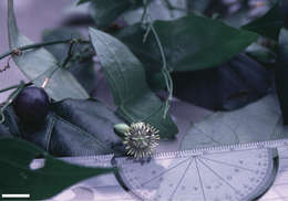 Image of Passiflora mcvaughiana J. M. Mac Dougal