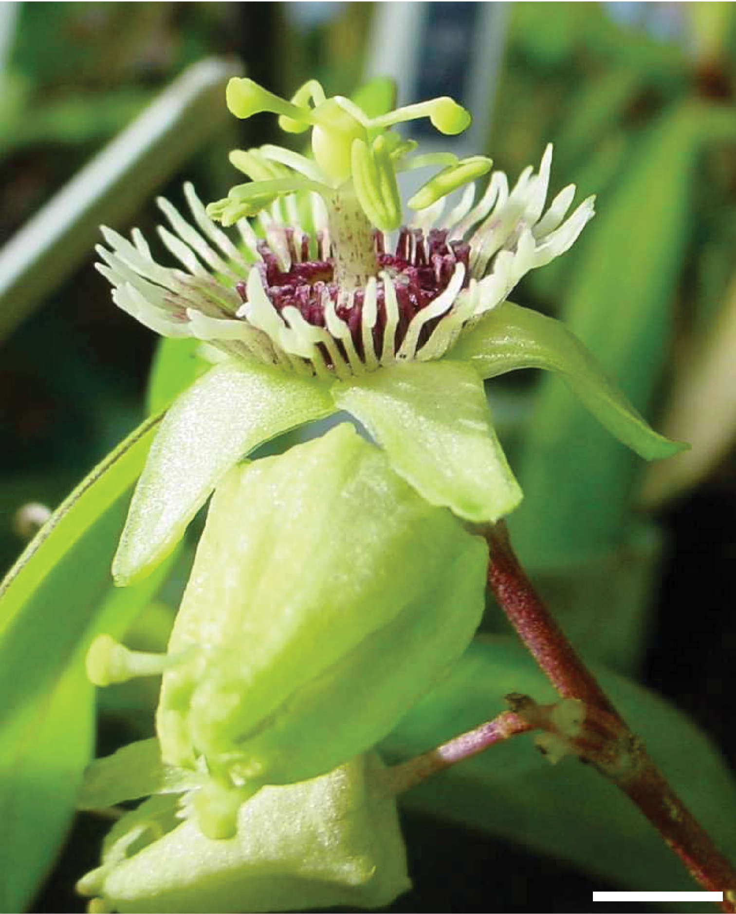 Image of Passiflora coriacea Juss.