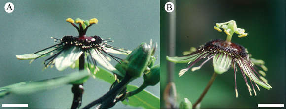 Image of Passiflora itzensis (J. M. Mac Dougal) Porter-Utley