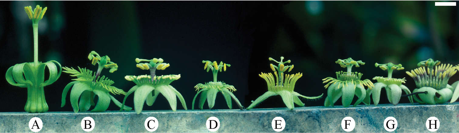 Image of <i>Passiflora subgenus</i> Decaloba